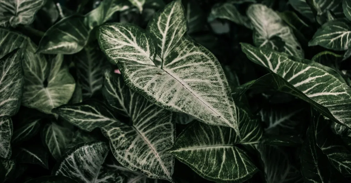Syngonium Care: How to Grow Arrowhead Plant Indoors