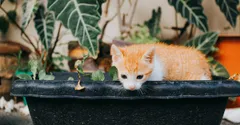 Tall Houseplants Safe for Cats: Beyond the Usual Palm List