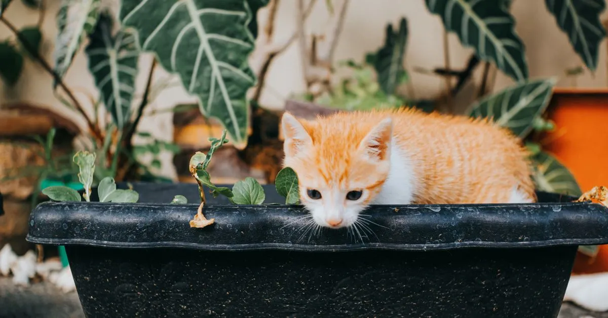 Tall Houseplants Safe for Cats: Beyond the Usual Palm List