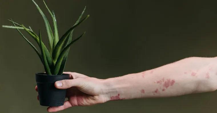 Thrips on Houseplants: Identifying and Treating Them