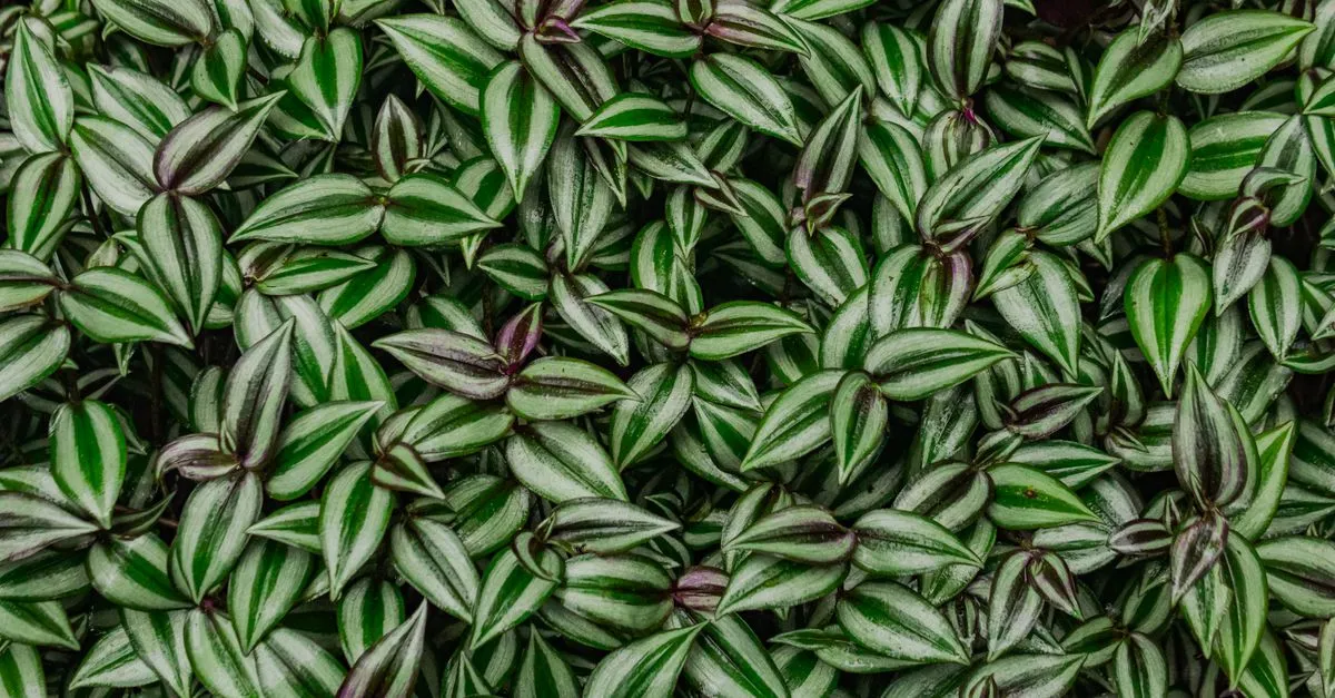 Tradescantia Care: Keeping Inch Plant Colourful and Full