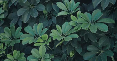 Umbrella Plant