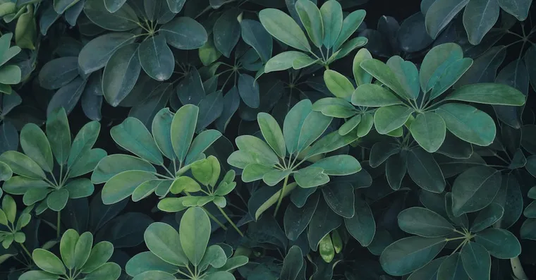 Umbrella Plant Care: Growing Schefflera Indoors