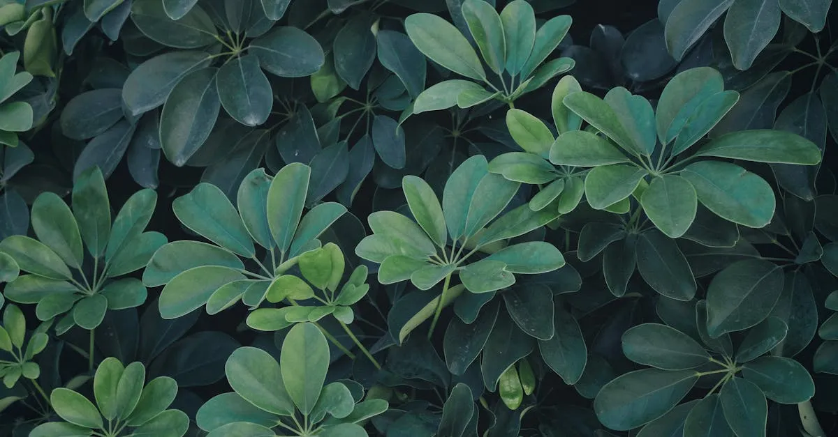 Umbrella Plant Care: Growing Schefflera Indoors