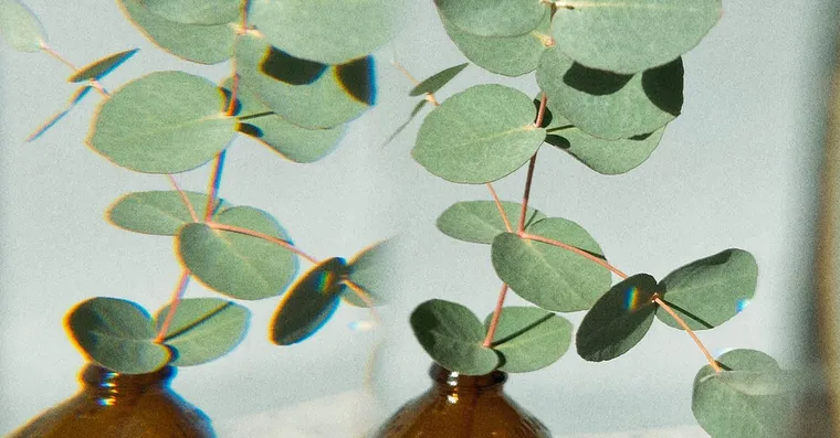 What the NPK Numbers on Houseplant Fertiliser Mean