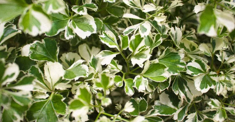 Why Your Variegated Plant Is Reverting to Green