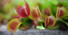 Venus Flytrap Care: How to Keep One Alive Indoors