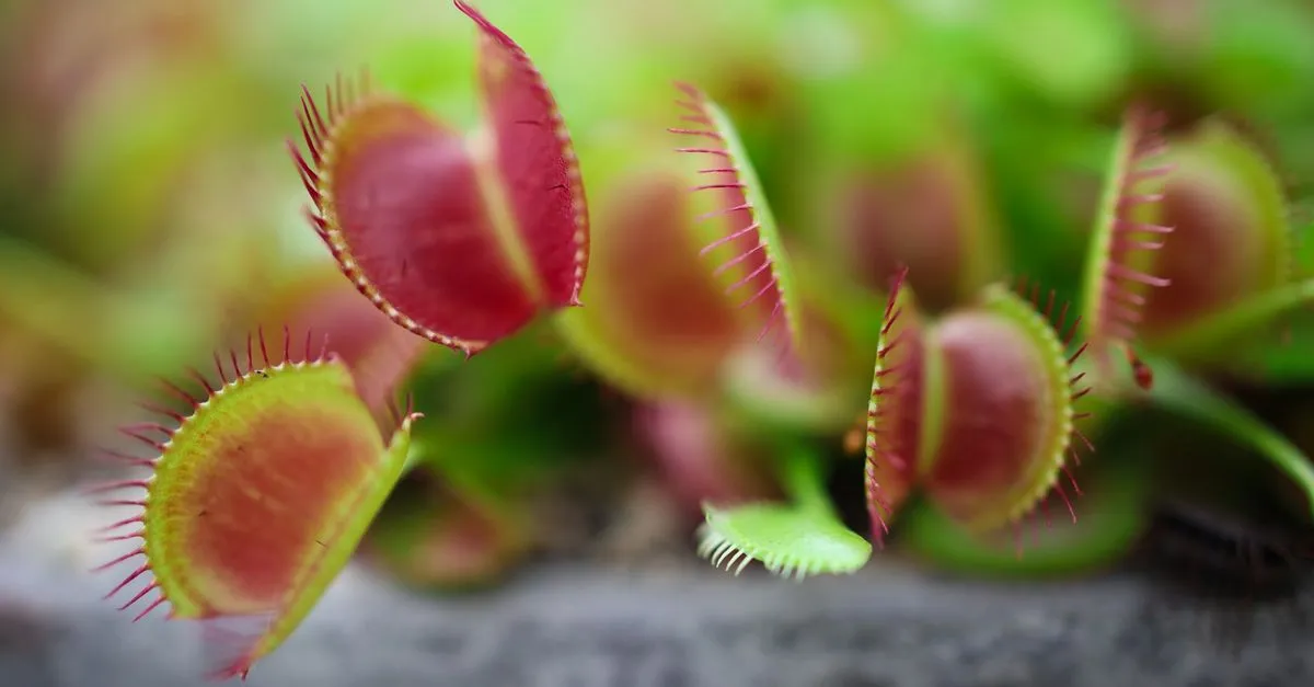 Venus Flytrap Care: How to Keep One Alive Indoors