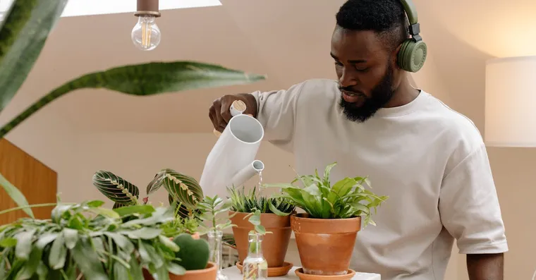 Watering Houseplants While You Are Away on Holiday