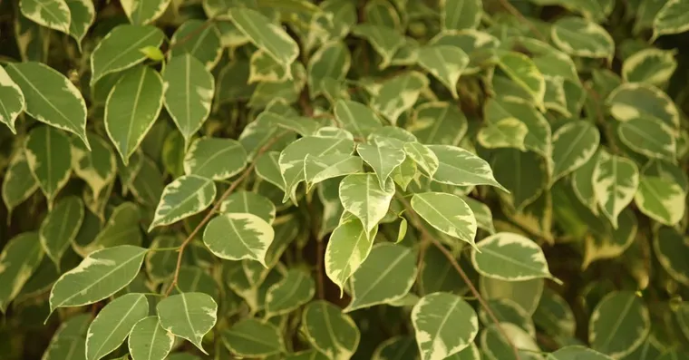 Weeping Fig Care: Why Ficus Benjamina Drops Its Leaves