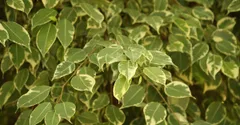 Weeping Fig Care: Why Ficus Benjamina Drops Its Leaves