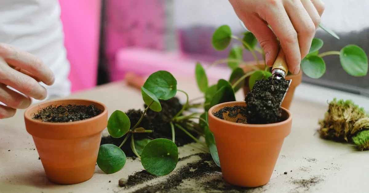 When to Repot a Houseplant: The Signs and the Timing