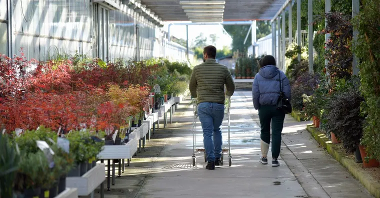 Where to Buy Houseplants: Garden Centres, Big Shops, and Online