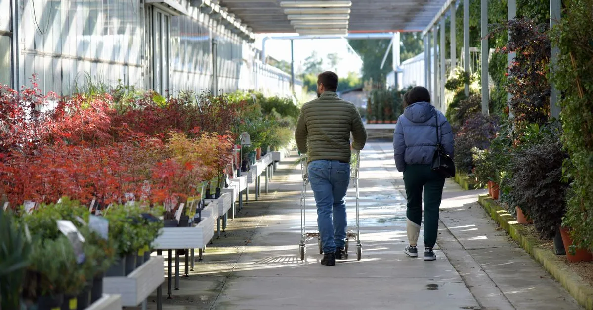 Where to Buy Houseplants: Garden Centres, Big Shops, and Online