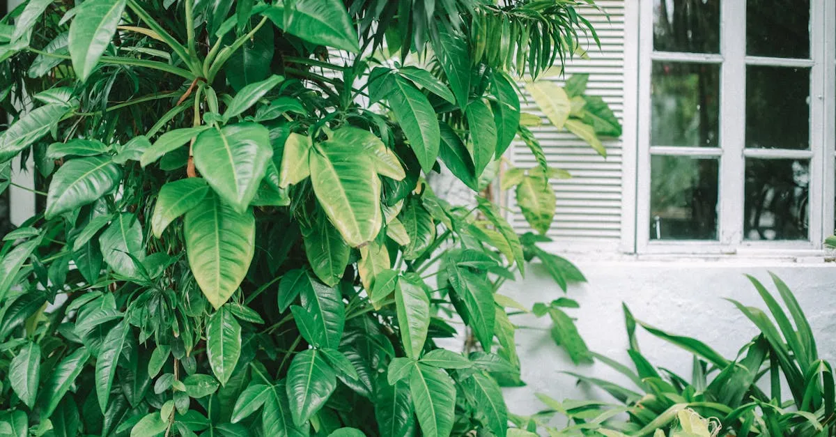 Where to Place Houseplants in Your Home, Room by Room