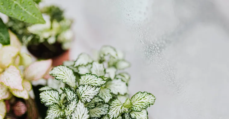 Whitefly on Houseplants: Getting Rid of the Tiny White Flies