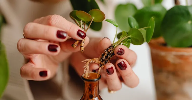 Why Are My Cuttings Not Rooting? Common Reasons and Fixes