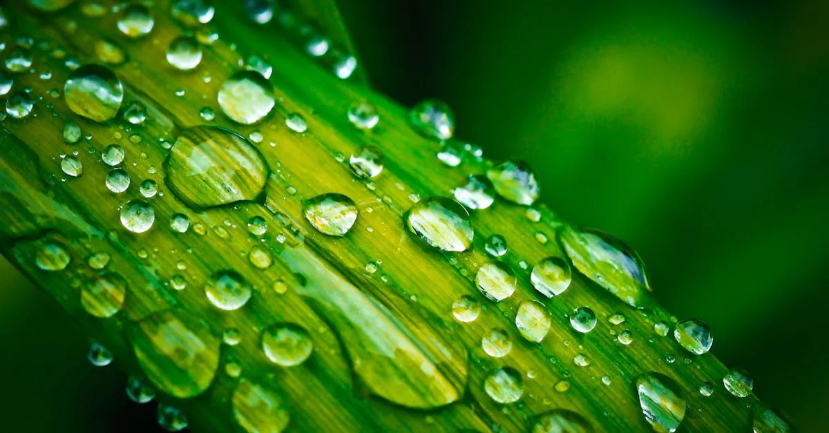 Why Do My Houseplant Leaves Drip Water? Guttation Explained