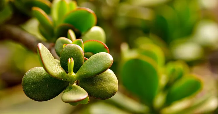 Why Is My Jade Plant Dropping Leaves?