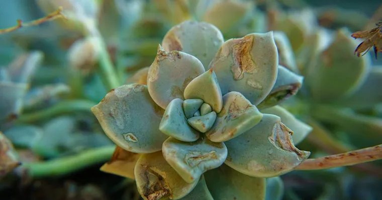 Why Is My Succulent Soft and Mushy?