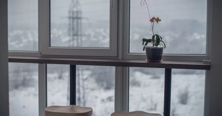 Winter Houseplant Care: Watering, Light, and Heating