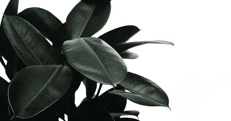 Yellow Leaves on Houseplants: The Complete Diagnosis Guide