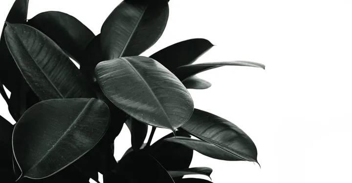 Yellow Leaves on Houseplants: The Complete Diagnosis Guide