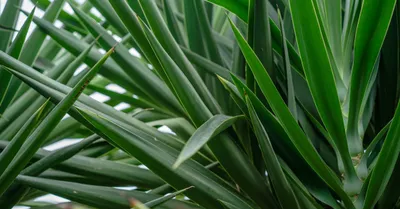 Yucca