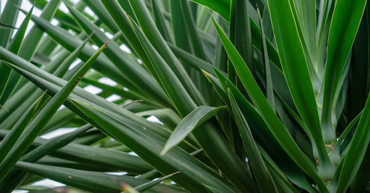 Yucca Plant Care: Growing the Indoor Yucca Without Root Rot