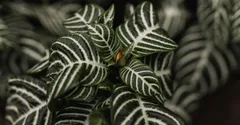 Zebra Plant Care: Growing Aphelandra Without Dropping Leaves