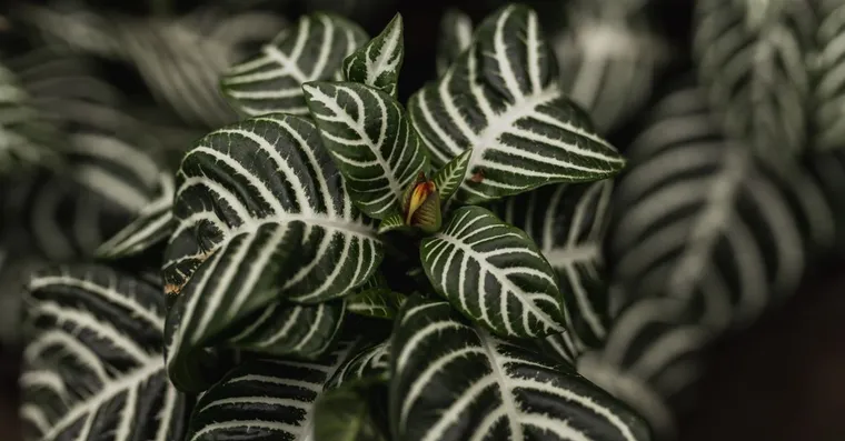 Zebra Plant Care: Growing Aphelandra Without Dropping Leaves